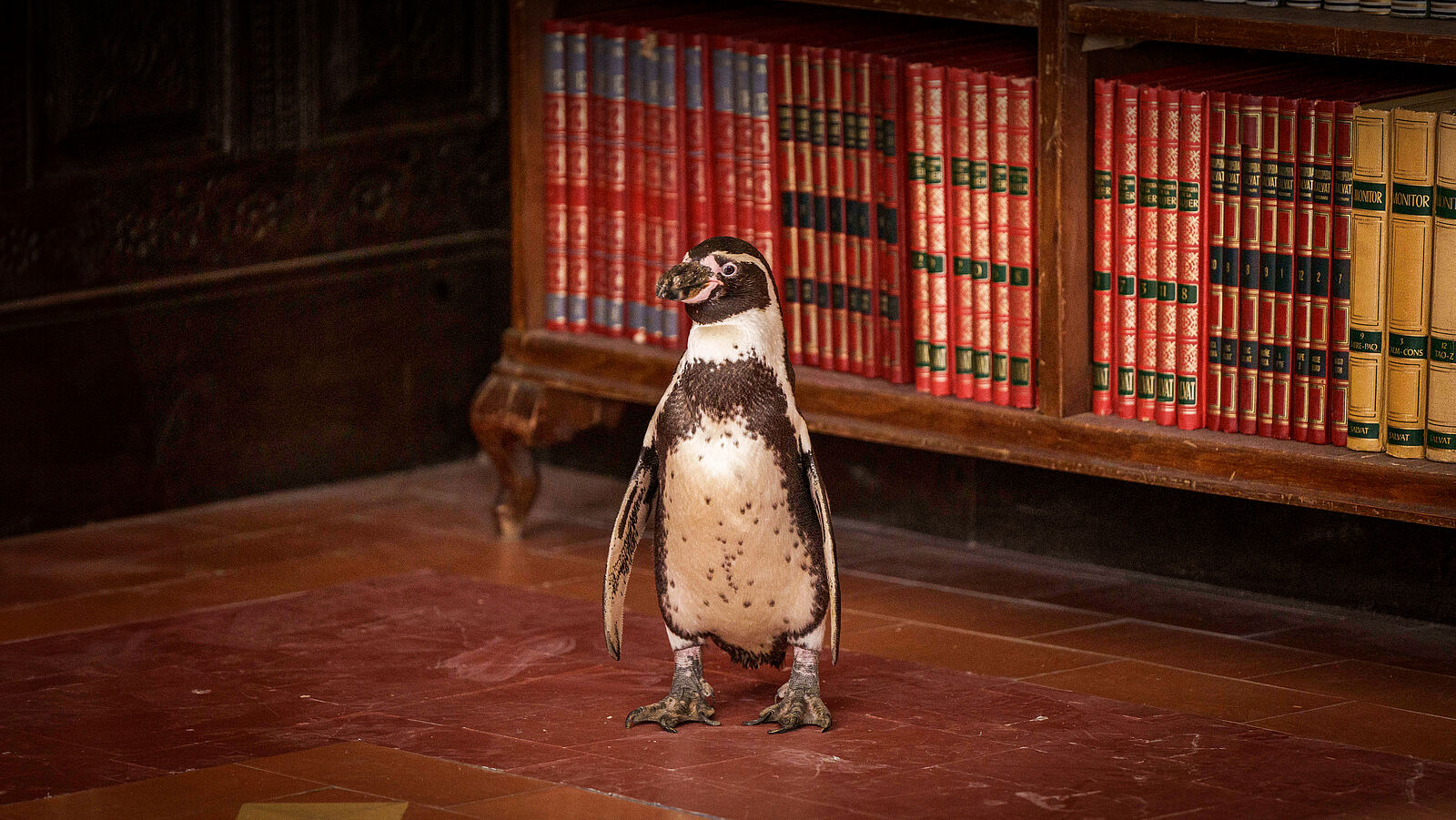 THE PENGUIN LESSONS - Bild 20