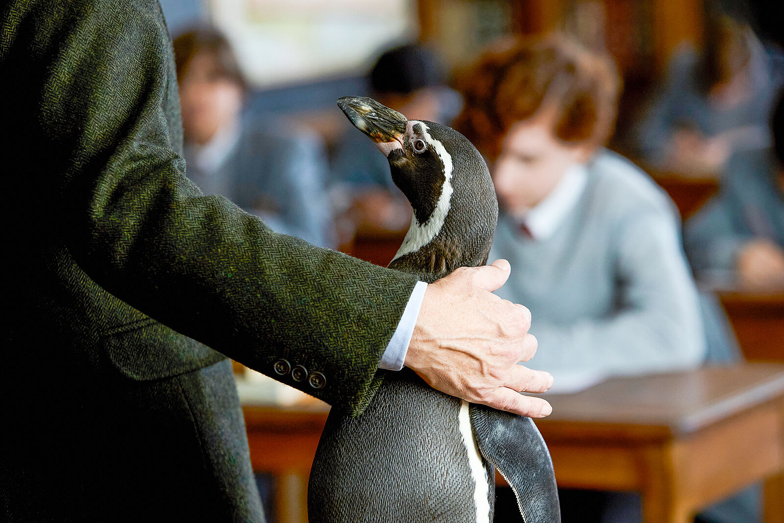 THE PENGUIN LESSONS - Bild 15